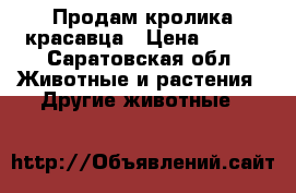 Продам кролика красавца › Цена ­ 300 - Саратовская обл. Животные и растения » Другие животные   